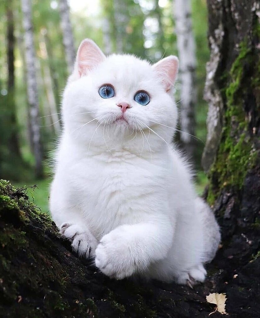 � ��� � � - ����� � ����� ��������)