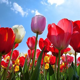 ����, ������������, 50 ���