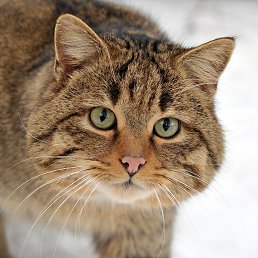 �������, �����-���������, 55 ���