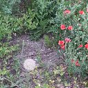 ����� ������ )))) �� ������� ���� ����������