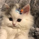 ���� �����, ������������, 45 ��� - ��������� 5 ���� 2022 � ������ ���� ����������