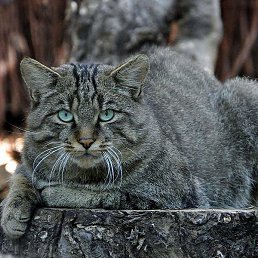 ����, ������, 22 ����