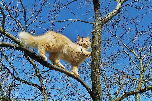 Весну встречают котики! Котикам хочется весны и яркого солнышка! - 3