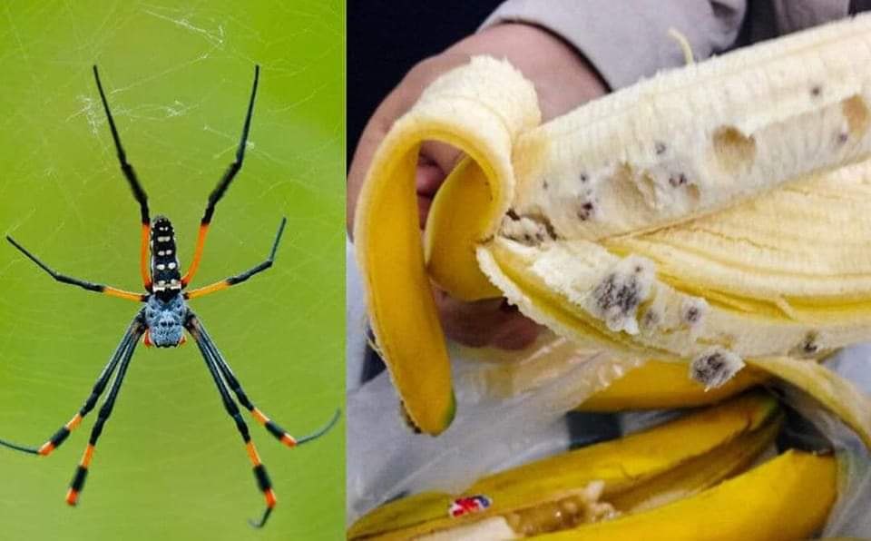 Банановый паук фото