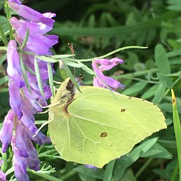 ������, �������, 37 ���