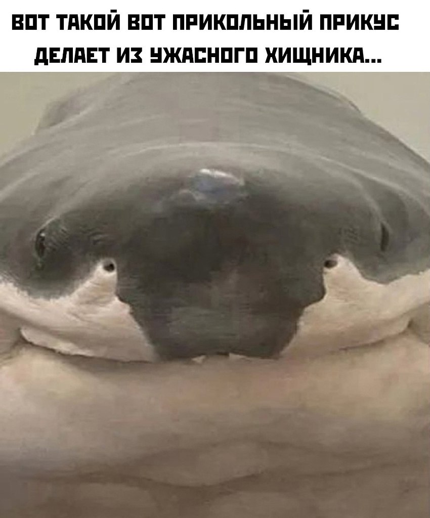 Мем булофная