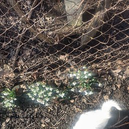 Andrei, �������, 37 ���