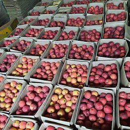 ����, ������������, 35 ���