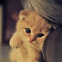 ���� �������, ��������, 51 ��� - ��������� 20 �������� 2022 � ������ ������ ��������