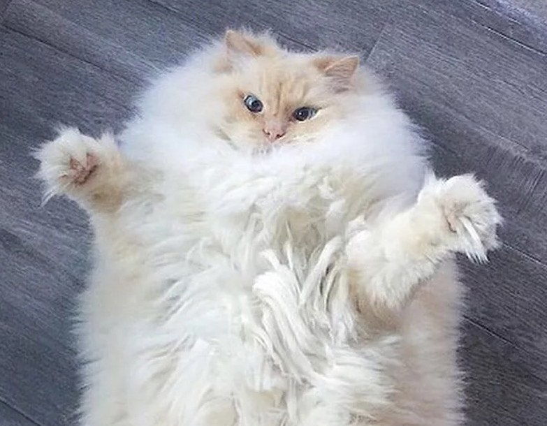 Кличка для пушистого кота