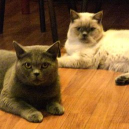 �������, ������, 77 ���