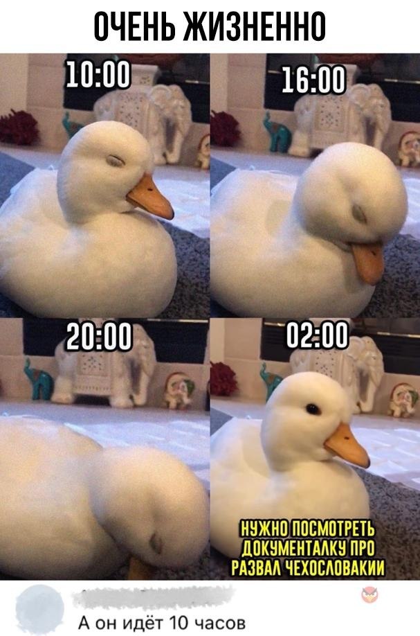 Утка мем. Утка мемы. Приколы про утку. Утка шутка. Уточка Мем.