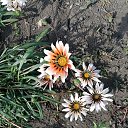 ���� ������, ������, 62 ���� - ��������� 7 �������� 2022 � ������ ���� ����������