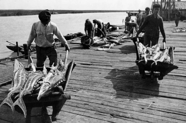В СССР добывалось очень много рыбы. Рыбу есть любили. Рыба однозначно была по карману советским ...