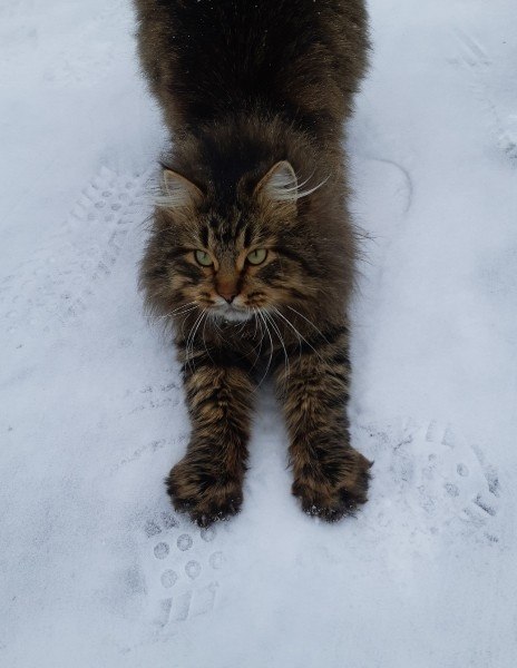 Люди, ненавидящие кошек, в следующей жизни будут мышами. ... Кошек не любит только тот, кто еще не ...