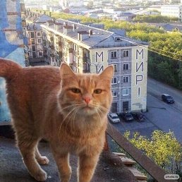 ����, ������, 56 ���