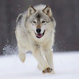 ����������, ������������, 43 ����