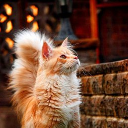 ����, �����������, 38 ���