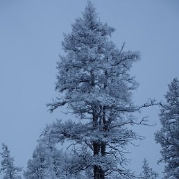 Chixmet, ������, 60 ���