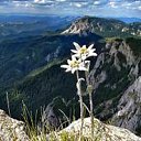 ���� Edelweiss, ������, 49 ��� - ��������� 13 ����� 2022 � ������ ���� ����������