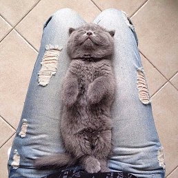 �����, ������