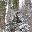 ���� �����, ������, 43 ���� - ��������� 13 ������� 2022 � ������ ���� ����������