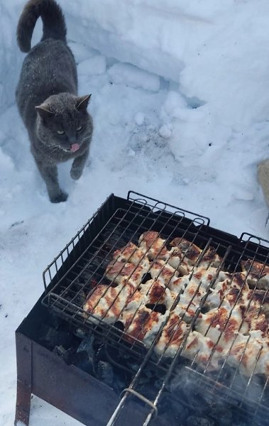 - Как можно сидеть дома, когда на улице жарят мясо...мяу..!!!