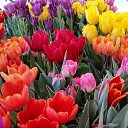  , , 52  -  19  2023   !!!