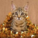 ���� Moonlight, ��������� - ��������� 21 ������� 2022 � ������ ������ ��������