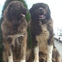  Predrag, -, 57  -  22  2023    