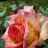  Adil, , 53  -  1  2022