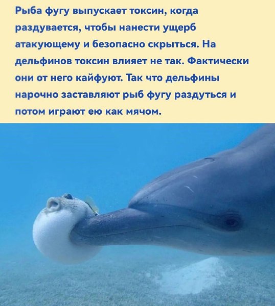 Рубрика