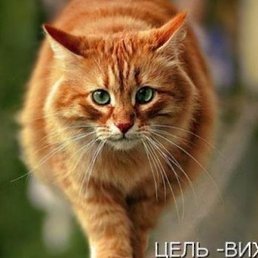 �����, �����-���������, 63 ����