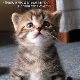 ����, ��������, 68 ���