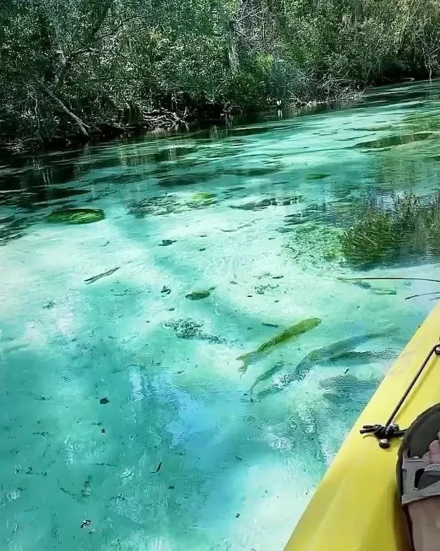  , ,  Weeki Wachee Springs.Weeki Wachee Springs -   ,   ...