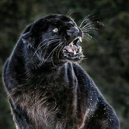 ����, ��������, 35 ���