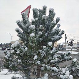 ������, ������, 37 ���