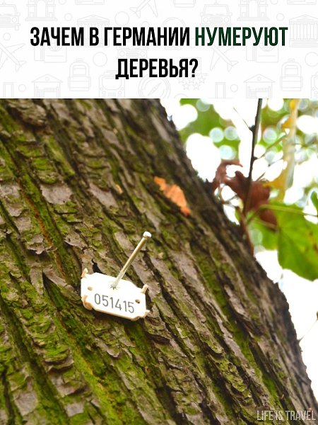 Менталитет у немцев такой - всё нужно упорядочить, даже деревья!