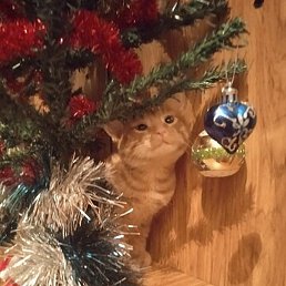 ���, ��������, 45 ���