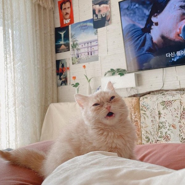Разбудить кота раньше чем он тебя.. НЕ возможно! Сделано!!! - 3