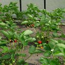 ���� Petr, �����, 75 ��� - ��������� 29 ������� 2022