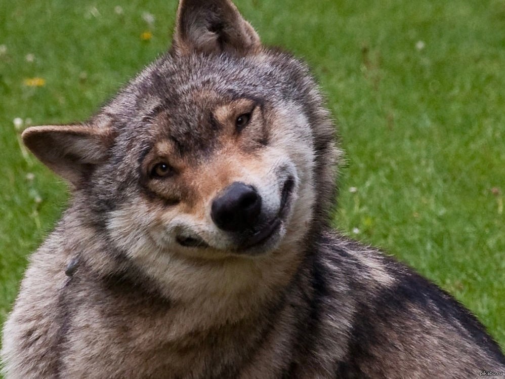 . -   ,   ,   .   ...