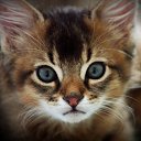 ���� Alex, ����������, 39 ��� - ��������� 3 ������� 2022 � ������ ���� ����������