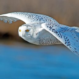 Фото Ольга, Красноярск, 48 лет Ольга, Красноярск, 48 лет