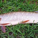 ���� ������, �������, 46 ��� - ��������� 3 ������ 2023 � ������ ���� ����������