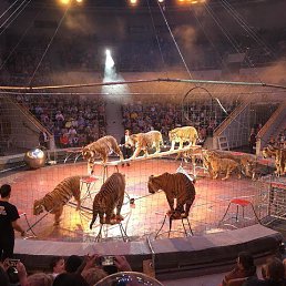 ���� �����, ������������, 63 ���� - ��������� 15 �������� 2022