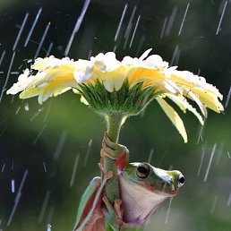 �������, �����, 65 ���