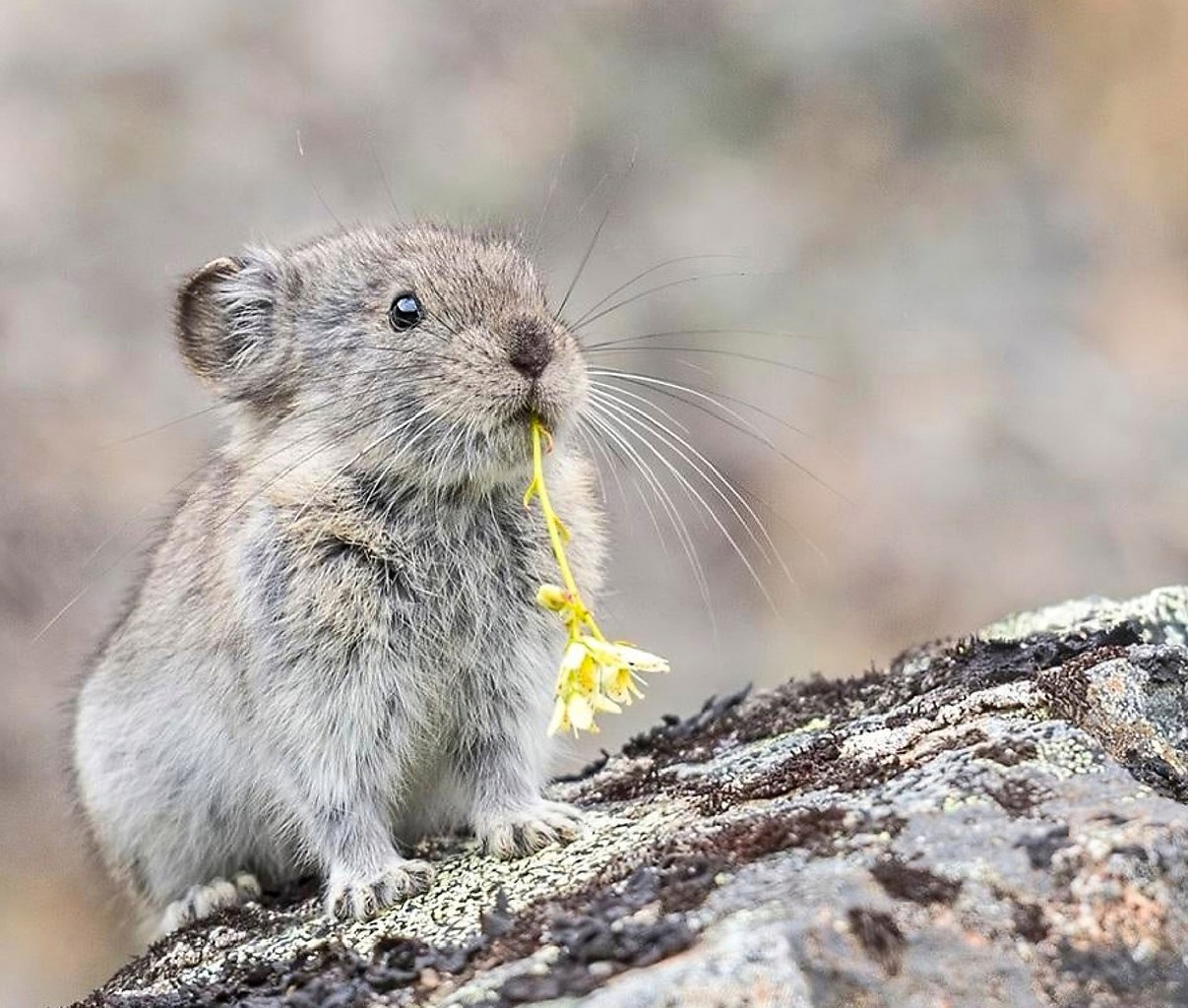 ���� ���������� ������.������ ���������� ������ �������� ������������ �������, �� � ��������� ... - 4