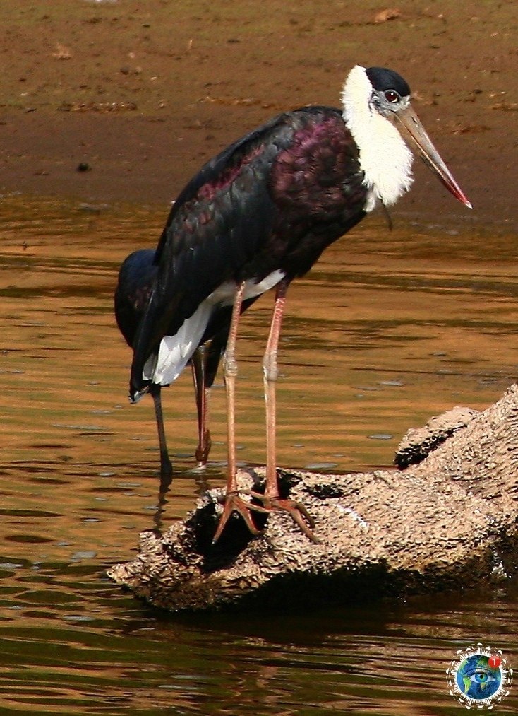 eoe ac.eoe ac (a. Ciconia piscopus)  a  ceeca aco.eoe ...