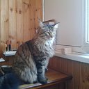 ���� �� ������� ���� ����������